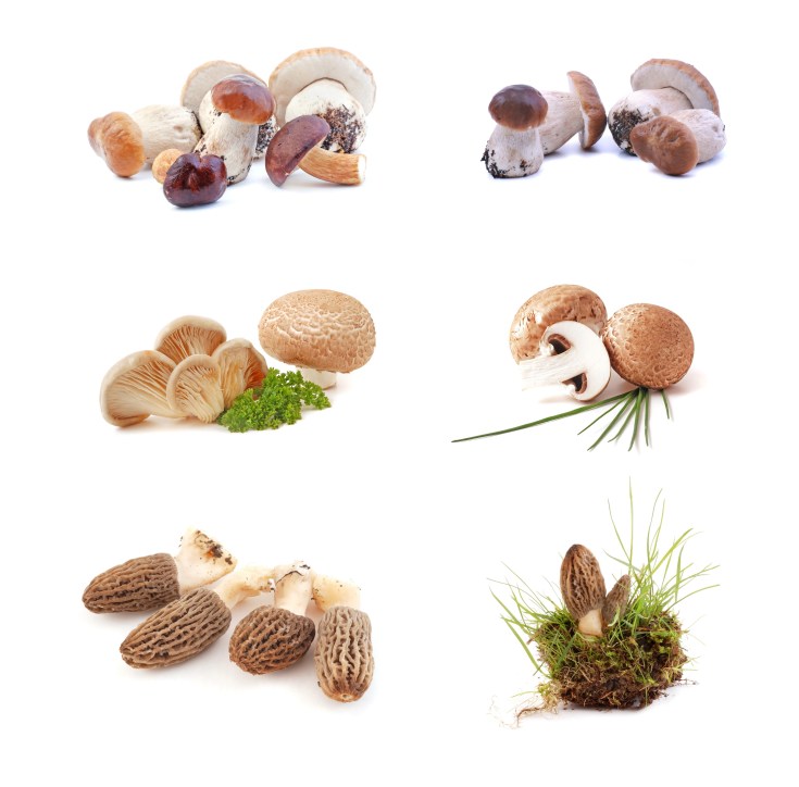 Mushrooms - morchella mushrooms, boletus mushrooms, oyster mushrooms, on white background.