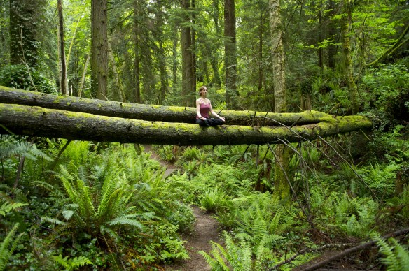 Forest Meditation